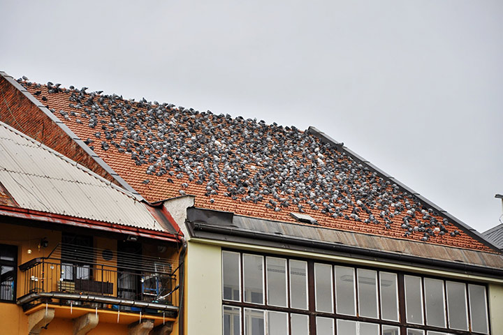 A2B Pest Control are able to install spikes to deter birds from roofs in Shenley Brook End. 
