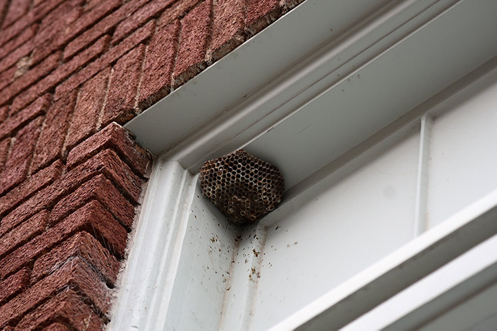 We provide a wasp nest removal service for domestic and commercial properties in Shenley Brook End.